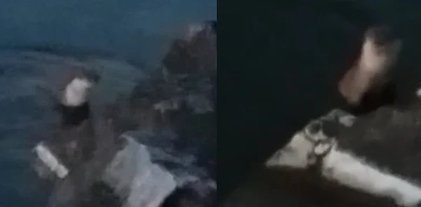Sapanca Gölü'nde Su Samuru Görüntülendi
