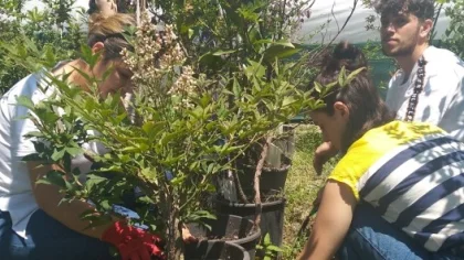 Yaz Serasında Aşı Uygulaması