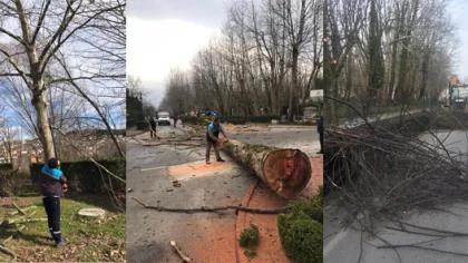 Kuruyan ve Tehlike Arz Eden Ağaçlara Budama