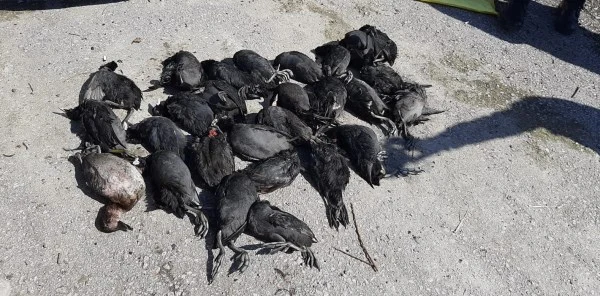Kaçak Avcılar Suçüstü Yakalandı