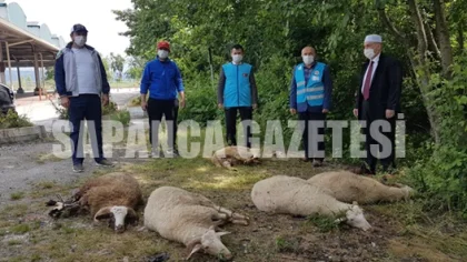 Sapanca'da Şükür Kurbanı Kesildi