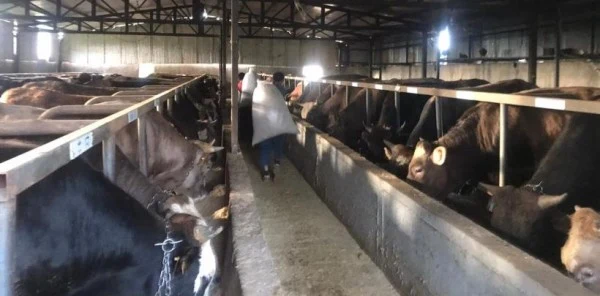 Koronavirüs Kurbanlıkta Alışkanlıkları Değiştirdi
