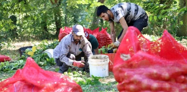 'Sapanca Cevizi'nde Hasat Başladı