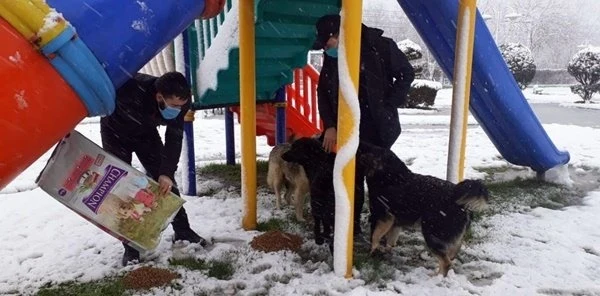 Sapanca Belediyesi Sokak Hayvanlarını Unutmadı