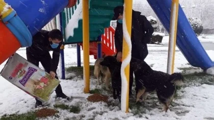 Sapanca Belediyesi Sokak Hayvanlarını Unutmadı