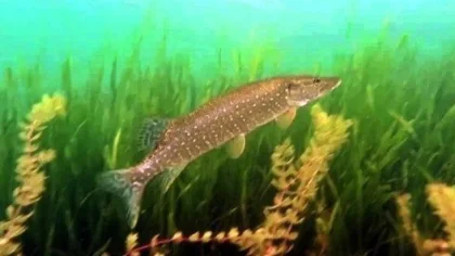 Sapanca Gölü'nün Altı Başka Üstü Başka Güzel
