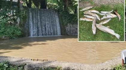 Deredeki İnşaat Balıkları Öldürdü