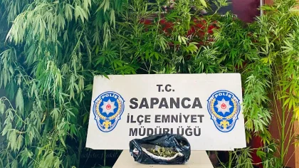 Polis Sapanca'da Kenevir Baskını Yaptı