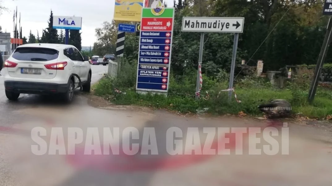 Arazi Aracının Çarptığı Yaban Domuzu Telef Oldu