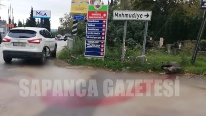 Arazi Aracının Çarptığı Yaban Domuzu Telef Oldu