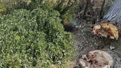 Kestiği Ağacın Altında Kaldı