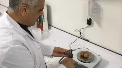 Sapanca Cevizi Markalaşıyor