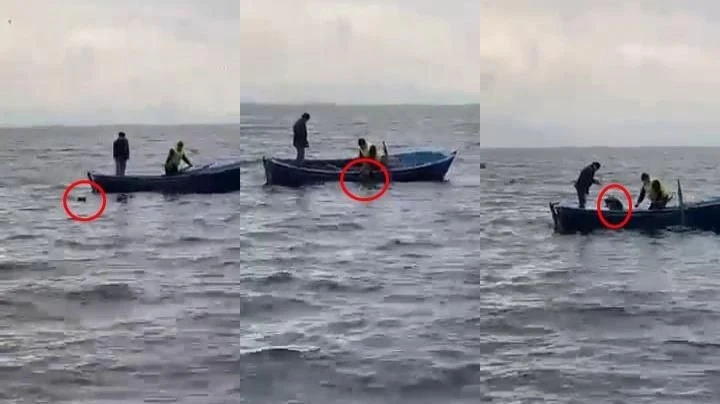 Gölün Ortasındaki Köpeği Kurtardılar