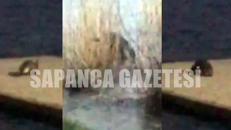 Sapanca'daki Su Samuru Yeniden Ortaya Çıktı