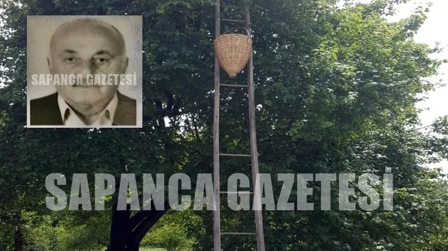 Erik Toplamak için Çıktığı Ağaçtan Düştü