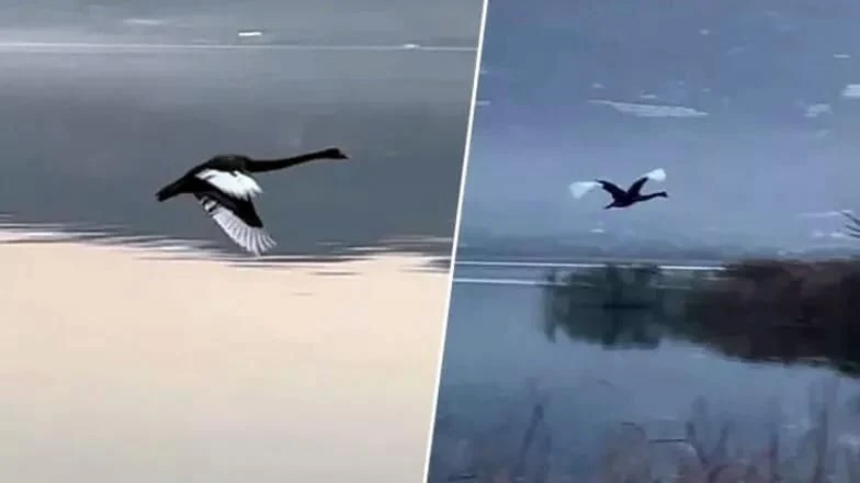 Siyah Kuğu Sapanca'da Görüntülendi