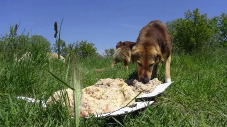 Sapanca'da Köpeklere Tükürme Tartışmasında Kan Aktı