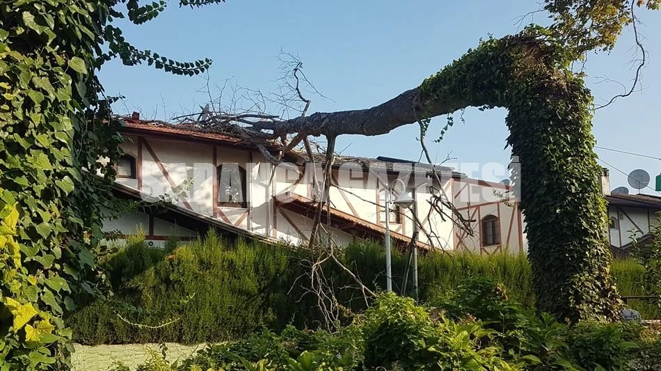 Asırlık Çınar İkiz Villanın Üzerine Devrildi