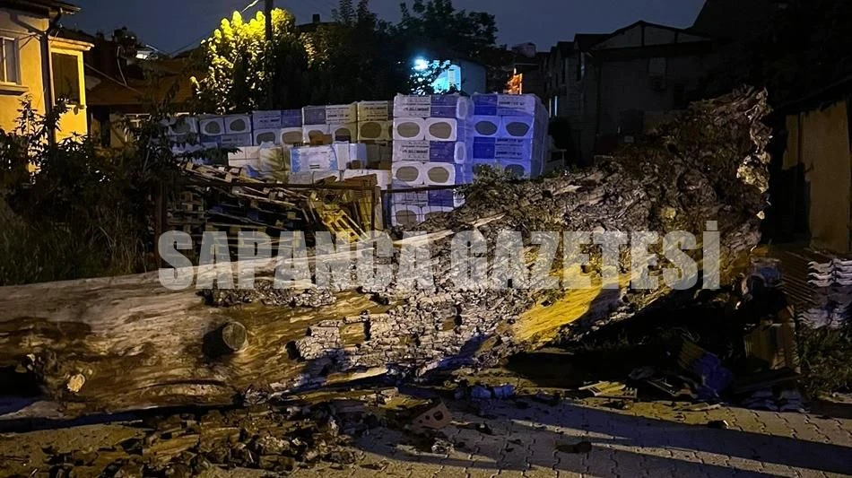 Sapanca'da Asırlık Çınarlar Bir Bir Devriliyor