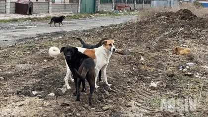 Bu Şikayet İnşaatta Beslenen Köpekler için Geldi