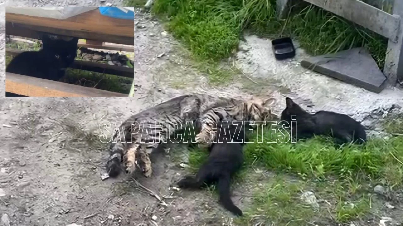 Anne Kedi ve Yavrularını Zehirlediler Mi?