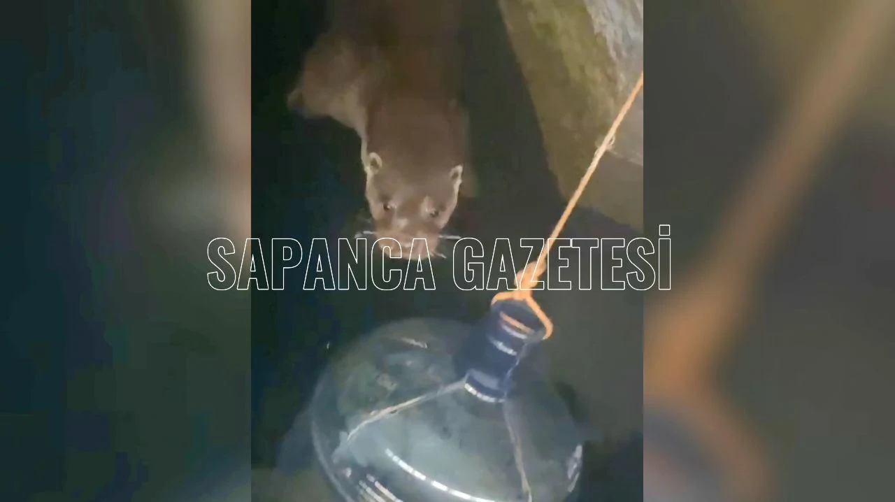 Su Samuru Sapanca Gölünde Bir Kez Daha Görüntülendi