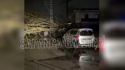 Devrilen Ağaç Mahalleyi Yaklaşık 5 Saat Elektriksiz Bıraktı
