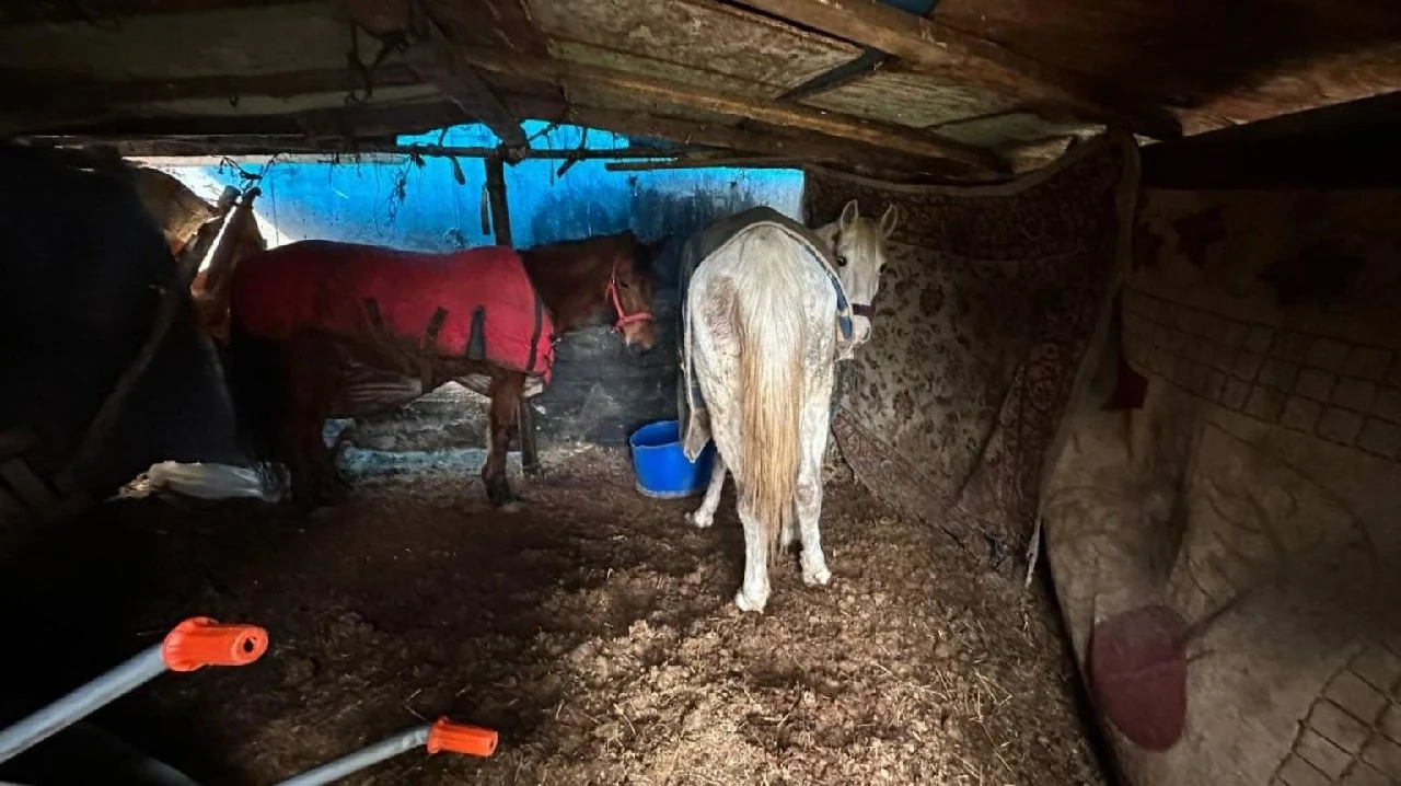 At ve Eşek Kasapları İş Başında!