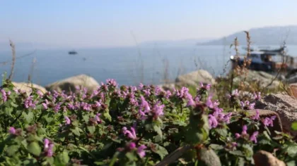 Sapanca Gölü Çevresinde 112 Bitki Kayıt Altına Alındı