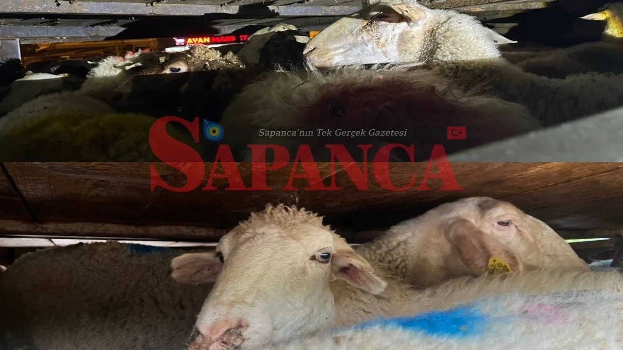 Küpesiz 46 Hayvanla Yakalananlara Rekor Ceza