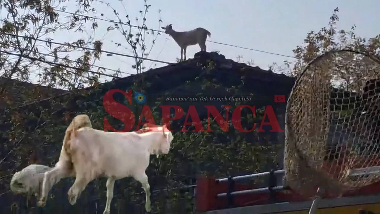 Bak Sen Şu Yaramaz Keçinin Yaptığına!