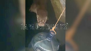 SU SAMURU SAPANCA GÖLÜNDE BİR KEZ DAHA GÖRÜNTÜLENDİ