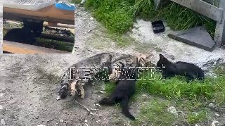 ANNE KEDİ VE YAVRULARINI ZEHİRLEDİLER Mİ?