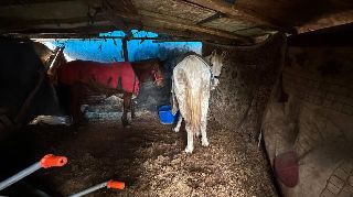 AT VE EŞEK KASAPLARI İŞ BAŞINDA!