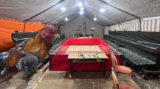 HOROZ DÖVÜŞÜ RİNGİNE JANDARMA BASKINI