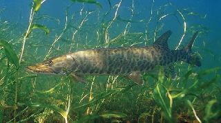 TURNA BALIĞI AV YASAĞI 1 NİSAN'DA SONA ERİYOR!